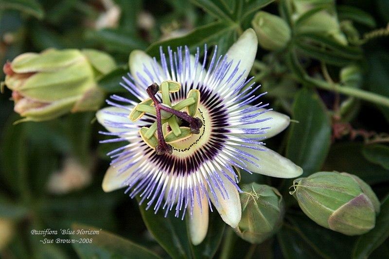 Photo of Passion Flower (Passiflora 'Blue Horizon') uploaded by Calif_Sue