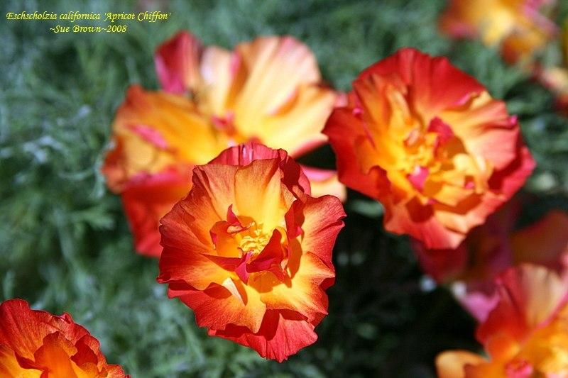 Photo of California Poppy (Eschscholzia californica 'Apricot Chiffon') uploaded by Calif_Sue
