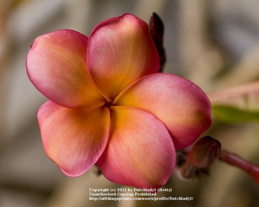 Photo of Plumeria (Plumeria rubra 'Banana Berry') uploaded by Dutchlady1