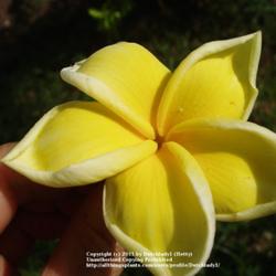 Location: Southwest Florida
Date: summer 2008
unusual pointy tips on the petals make this pure yellow variety s