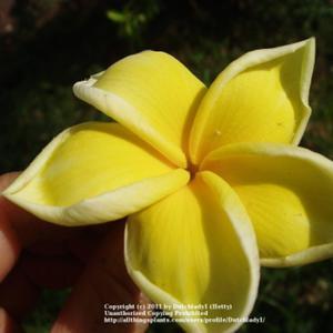 unusual pointy tips on the petals make this pure yellow variety s