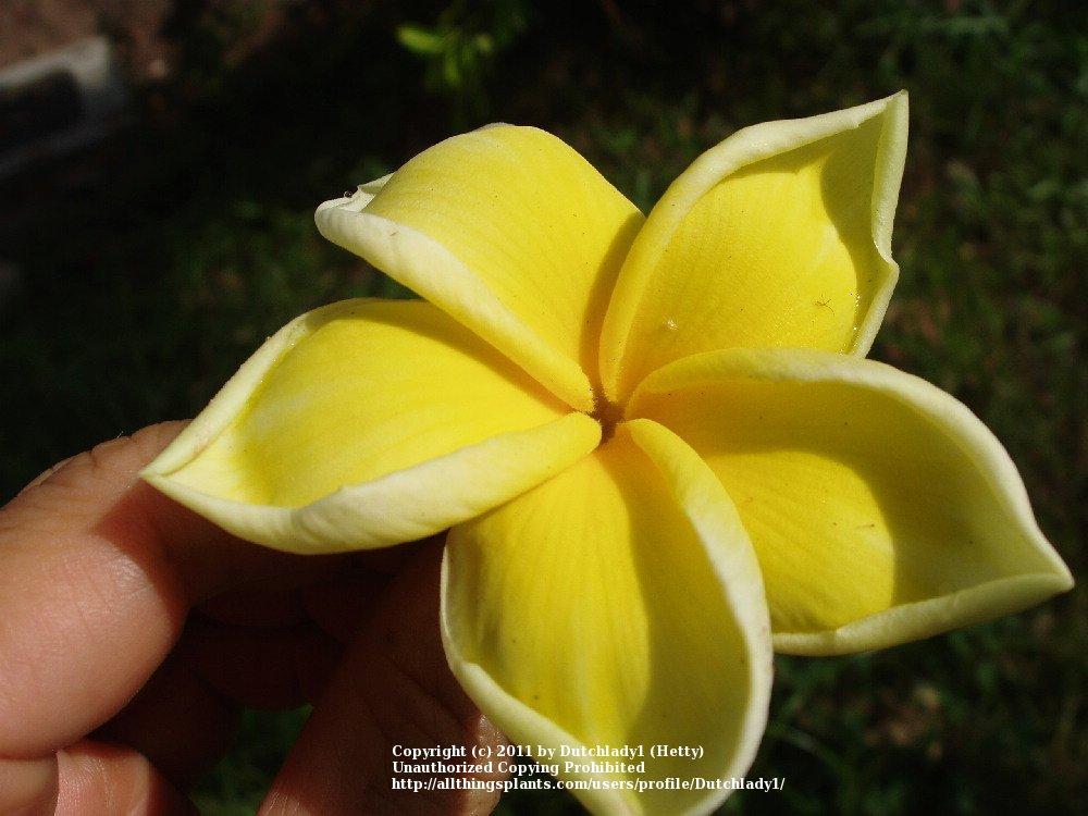 Photo of Plumeria (Plumeria rubra 'Bali Palace') uploaded by Dutchlady1