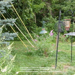 Location: My garden in Kentucky
Date: Jul 19, 2009 3:48 PM