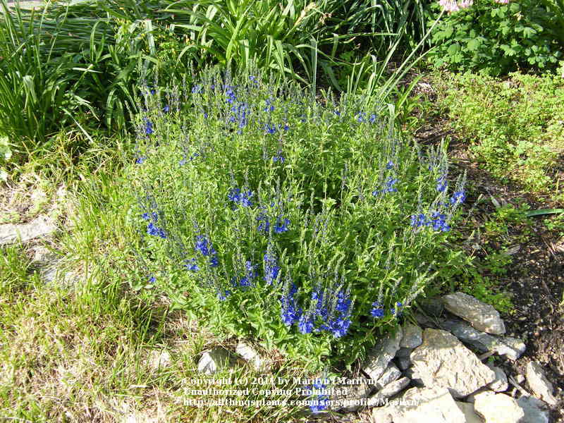 Photo of Large Speedwell (Veronica teucrium 'Crater Lake Blue') uploaded by Marilyn
