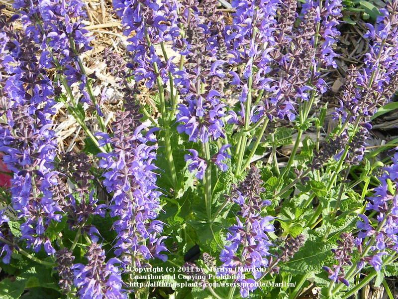 Photo of Meadow Sage (Salvia x sylvestris 'Rhapsody in Blue') uploaded by Marilyn
