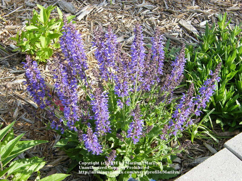 Photo of Meadow Sage (Salvia x sylvestris 'Rhapsody in Blue') uploaded by Marilyn