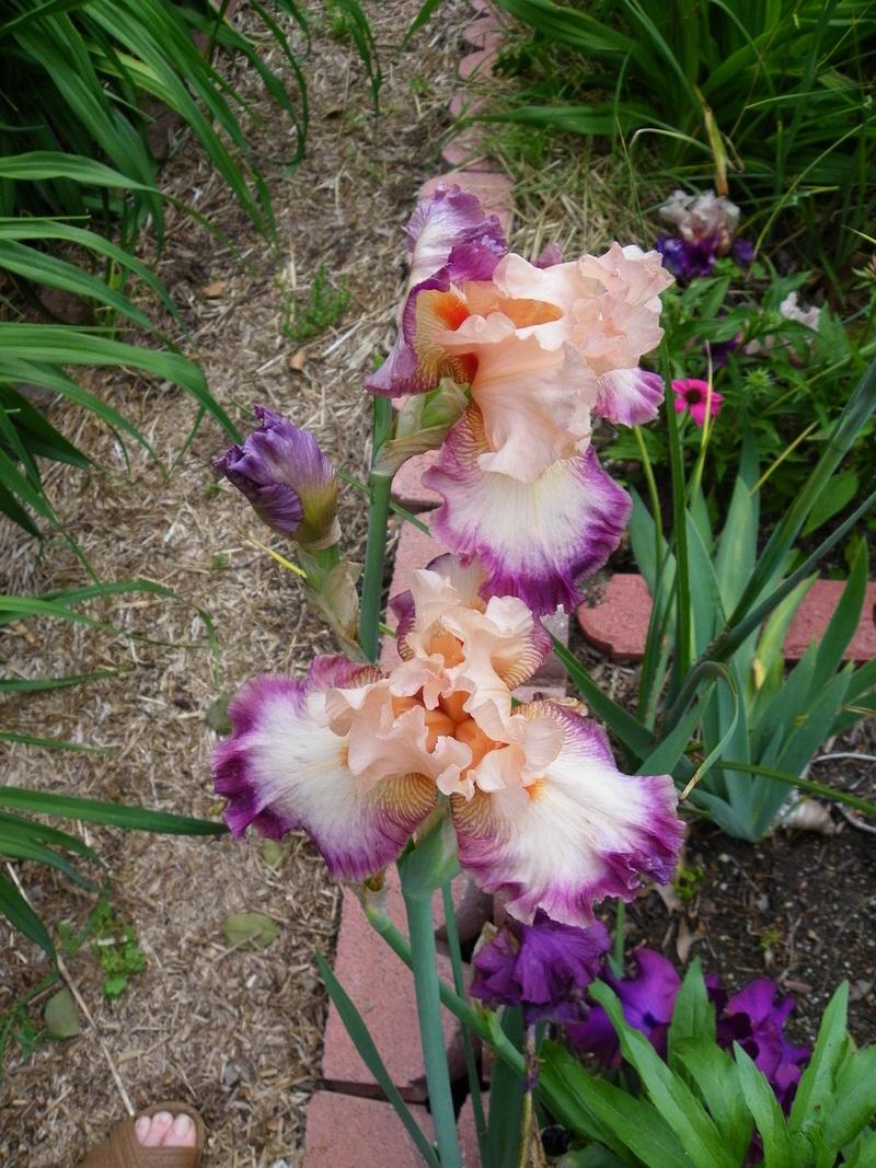 Photo of Tall Bearded Iris (Iris 'Come Away with Me') uploaded by Newyorkrita