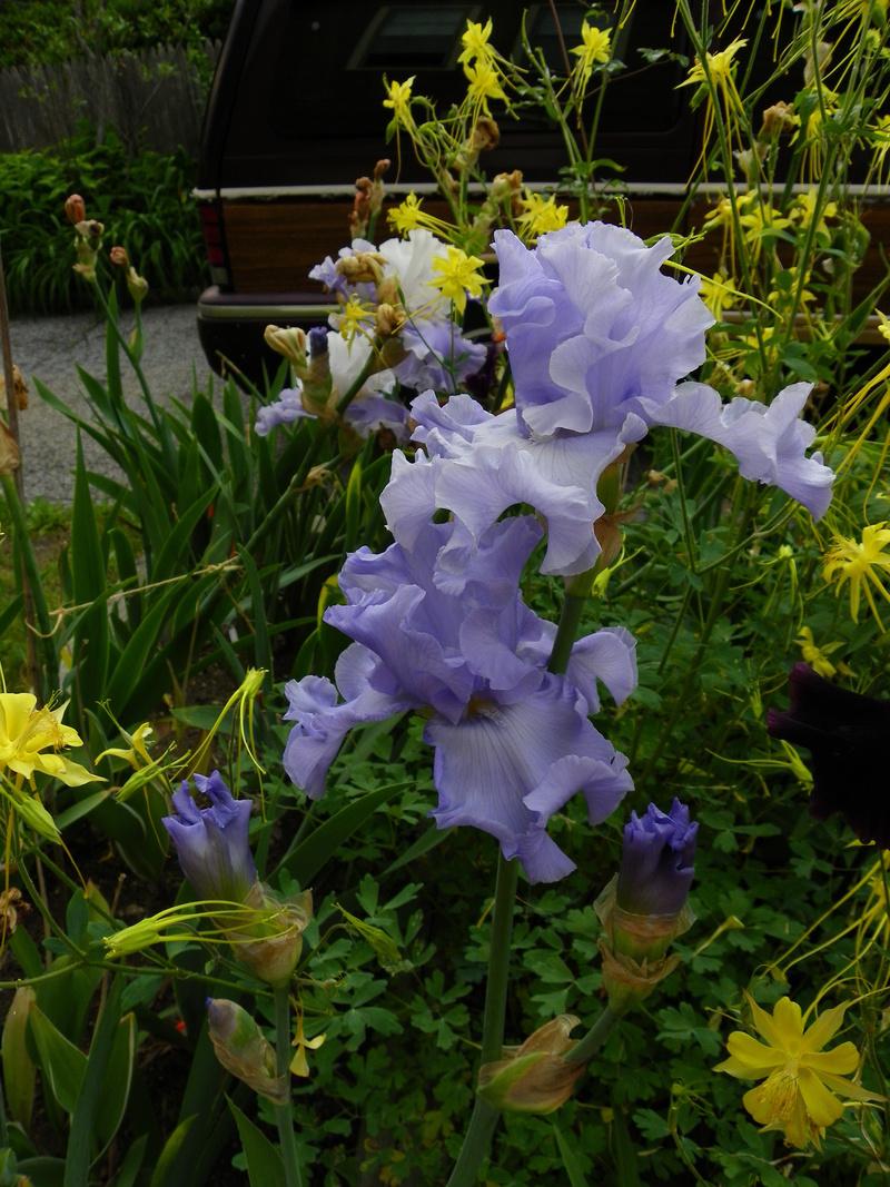 Photo of Tall Bearded Iris (Iris 'Dodger Blue') uploaded by Newyorkrita