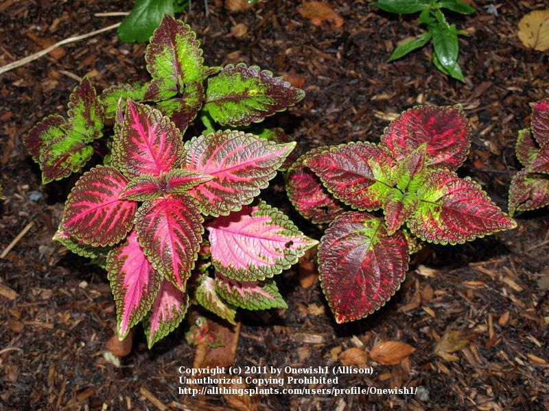 Photo of Coleus (Coleus scutellarioides 'Tapestry') uploaded by Onewish1