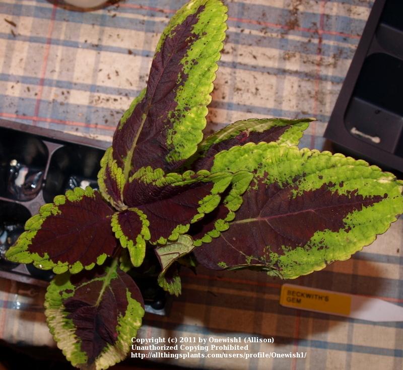 Photo of Coleus (Coleus scutellarioides 'Beckwith's Gem') uploaded by Onewish1