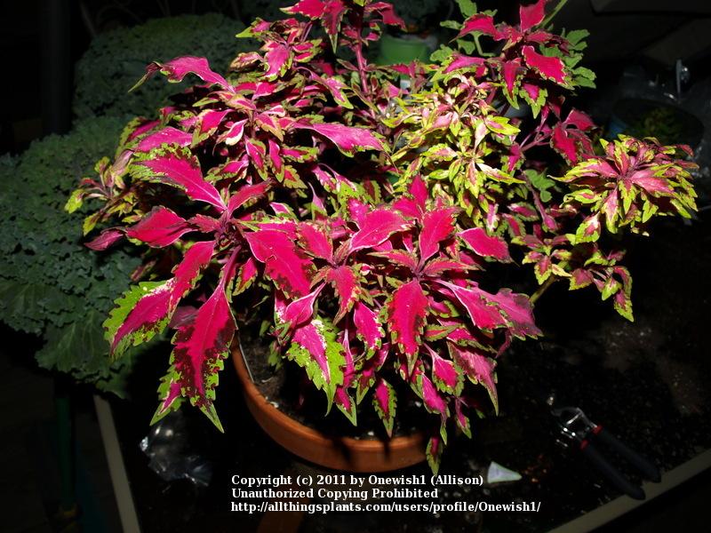 Photo of Coleus (Coleus scutellarioides 'Pink Chaos') uploaded by Onewish1