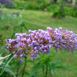 Location: Western Kentucky
Date: 2011-06-09
A 2 year old butterfly bush, now over 6' tall