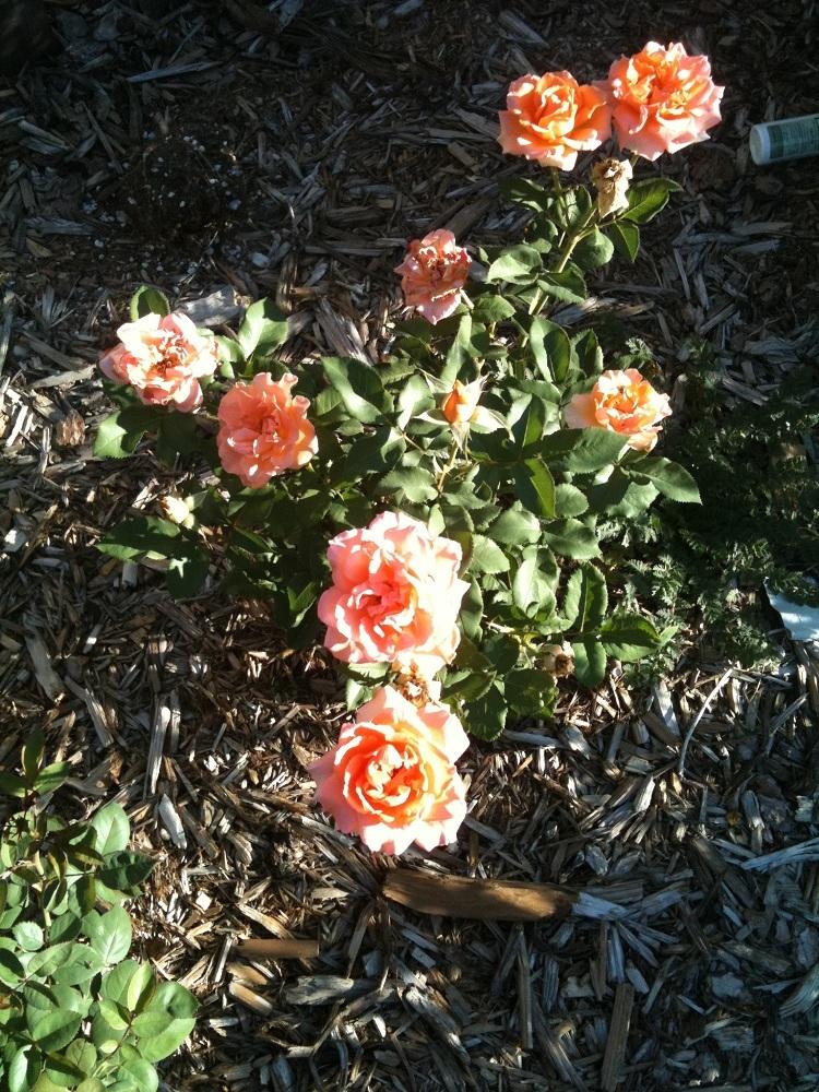 Photo of Rose (Rosa 'Doris Tysterman') uploaded by Skiekitty