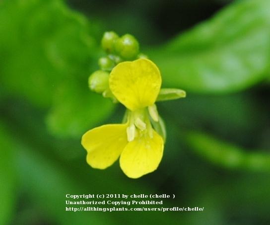 Photo of Mustard (Brassica juncea 'Southern Giant Curled') uploaded by chelle