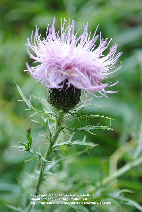 Photo of Canada Thistle (Cirsium arvense) uploaded by chelle