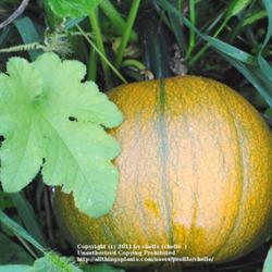 Location: My Northeastern Indiana Garden - Zone 5b
Date: Sep 28, 2011 1:19 PM
Will Be A Deep Honey-orange When Mature