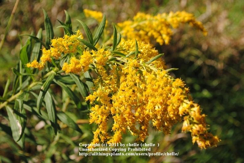 Photo of Goldenrod (Solidago canadensis) uploaded by chelle