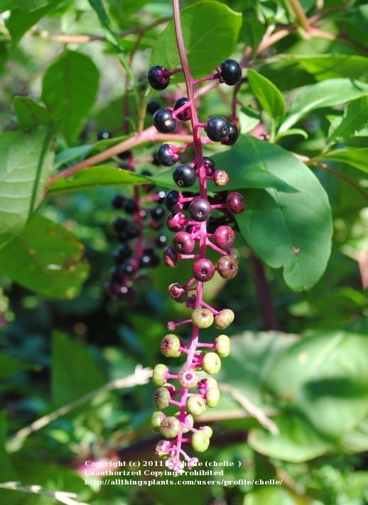 Photo of Pokeweed (Phytolacca americana) uploaded by chelle