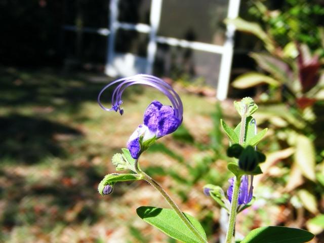 Photo of Forked Blue Curls (Trichostema dichotomum) uploaded by gingin