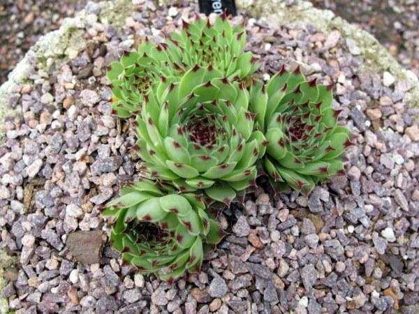 Photo of Hen and Chicks (Sempervivum calcareum 'Sir William Lawrence') uploaded by goldfinch4