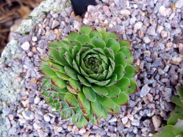 Photo of Hen and Chicks (Sempervivum 'Lime Frost') uploaded by goldfinch4