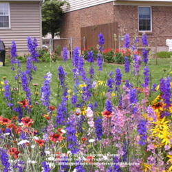 Location: Cincinnati, Oh
Date: June 2009
Rocket larkspur in the garden