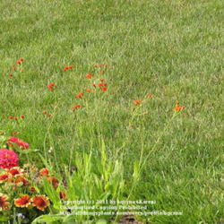 Location: Cincinnati, Oh
Date: July 2007
Emilia has many tiny flowers on long stems