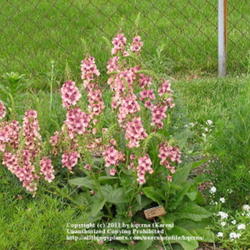 Location: Cincinnati, Oh
Date: May 2008
Verbascum Southern Charm