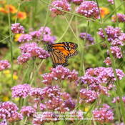 Butterflies love verbena bonariensis
