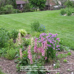 Location: Cincinnati, Oh
Date: May 2008
Verbascum Southern Charm shown growing with common chives
