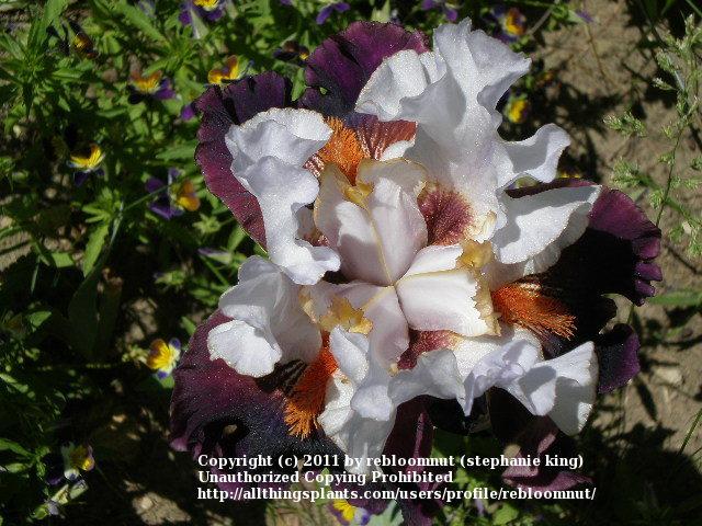 Photo of Tall Bearded Iris (Iris 'Connection') uploaded by rebloomnut