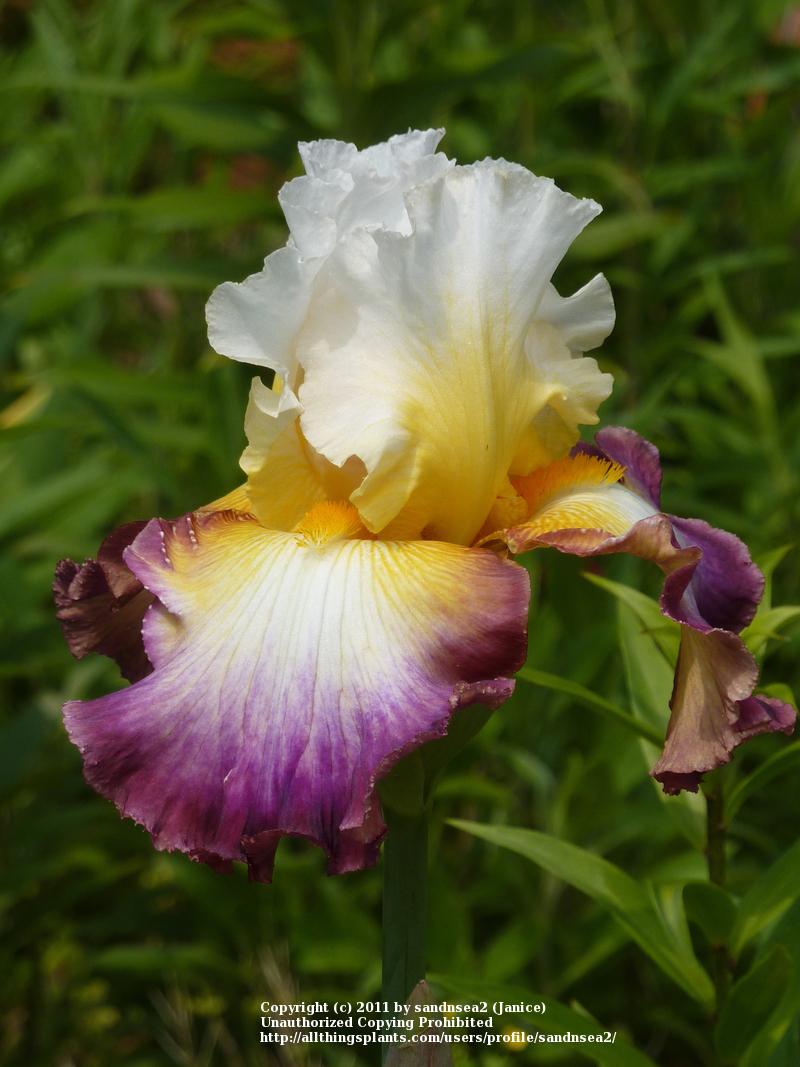 Photo of Tall Bearded Iris (Iris 'Starship Enterprise') uploaded by sandnsea2