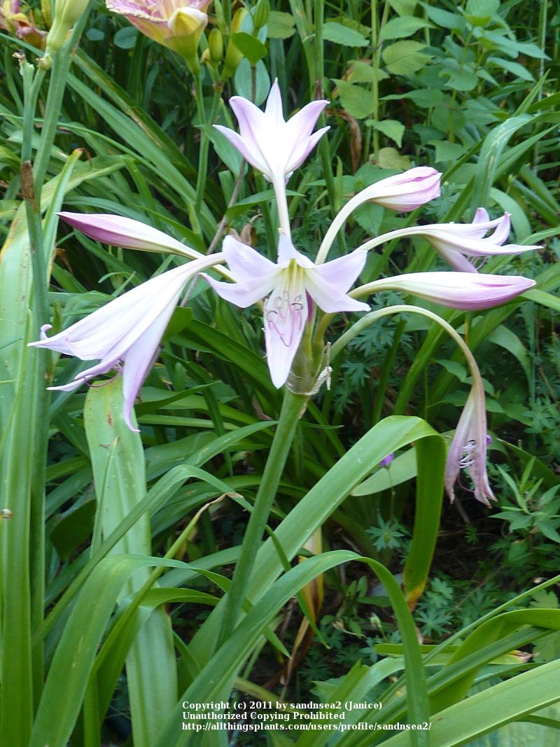 Photo of Crinums (Crinum) uploaded by sandnsea2