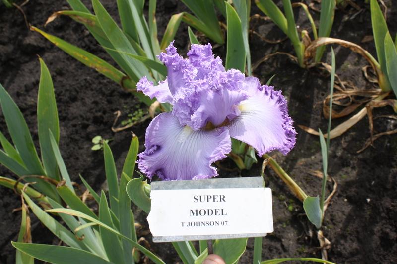 Photo of Tall Bearded Iris (Iris 'Super Model') uploaded by ARUBA1334