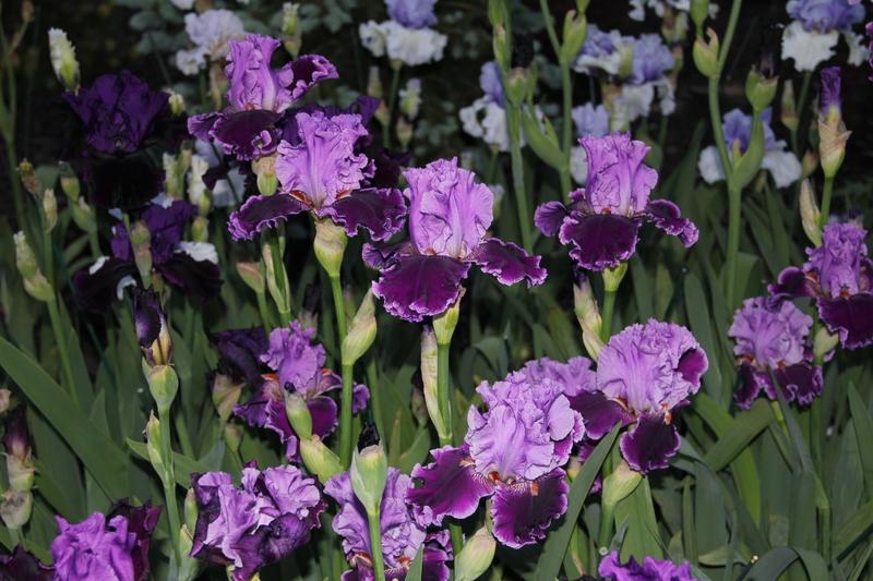 Photo of Tall Bearded Iris (Iris 'Louisa's Song') uploaded by ARUBA1334
