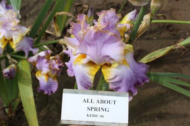Photo of Tall Bearded Iris (Iris 'All About Spring') uploaded by ARUBA1334