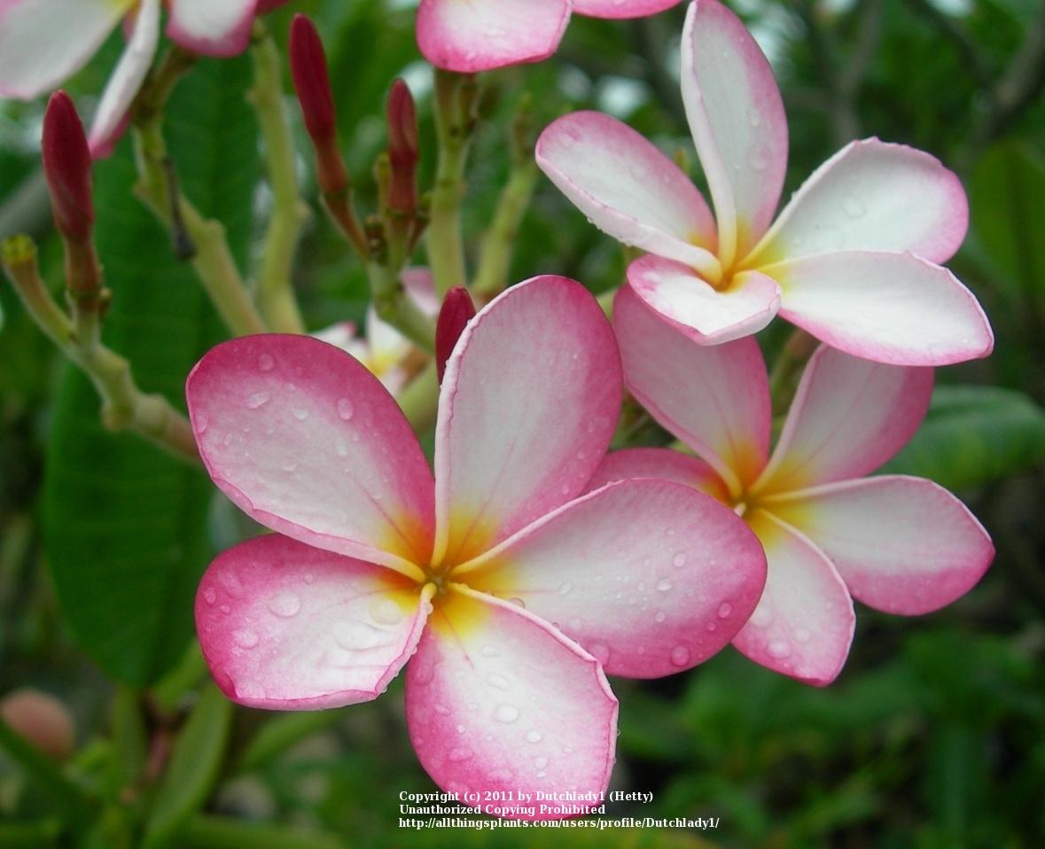 Photo of Plumeria (Plumeria rubra 'Lilly Warmtoes') uploaded by Dutchlady1