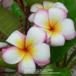 Location: Southeast Florida
Date: summer 2011
unusual introduction by Bud Guillot, a very changeable flower, ne