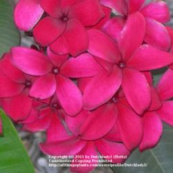 Location: Southwest Florida
Date: summer 2008
One of the most outstanding red plumeria varieties around