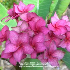 Purplish-pink veined flowers, blooming in large bouquets