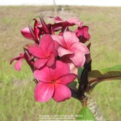 Location: Southwest Florida
Date: summer 2011
distinctive, grainy flower in a beautiful soft red.