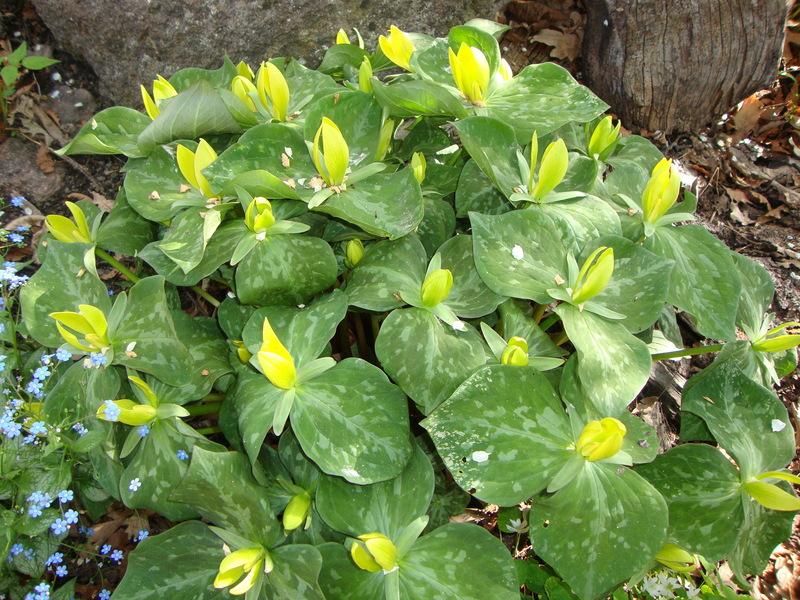 Photo of Yellow Trillium (Trillium luteum) uploaded by Paul2032