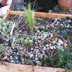 Location: Planted in shallow tray
Date: 2011-09-25
Fiber optic grass