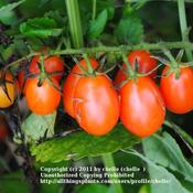Heirloom - Plum Tomato