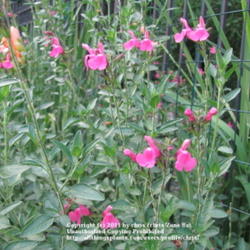 Location: Peachtree City, Georgia
Date: 2010-06-06
Hummingbird favorite, continuous flowers