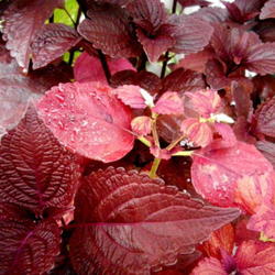 Location: Deck Garden full sun
Date: 2011-09-01
Red in more sun