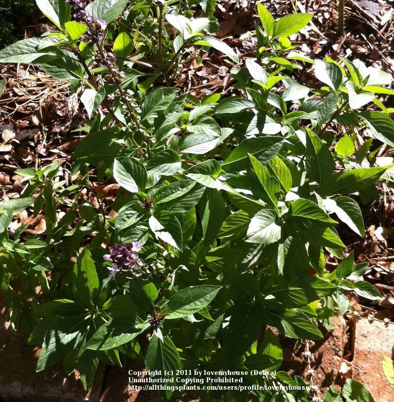 Photo of Cinnamon Basil (Ocimum basilicum 'Cinnamon') uploaded by lovemyhouse