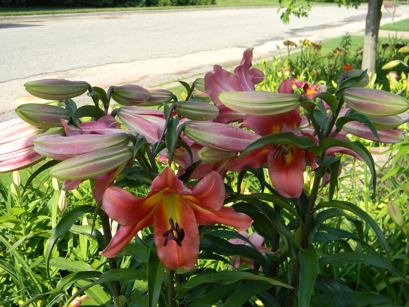Photo of Lily (Lilium 'Satisfaction') uploaded by mattsmom