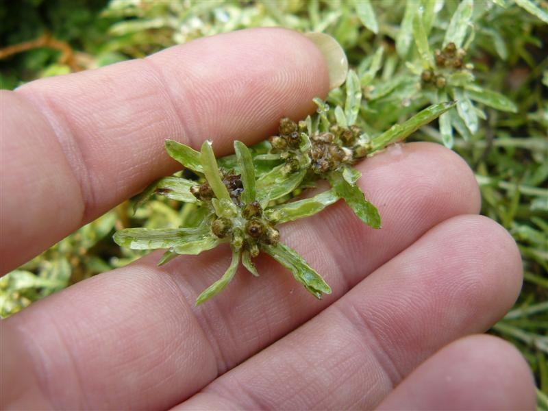 Photo of Marsh Cudweed (Gnaphalium uliginosum) uploaded by threegardeners
