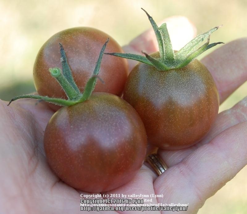 Photo of Tomato (Solanum lycopersicum 'Black Cherry') uploaded by valleylynn